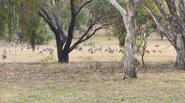 Burrendong Botanic Garden and Arboretum, Australia